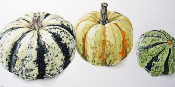 Janie Pirie illustration of squashes