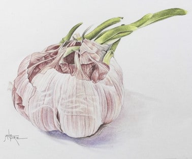 Janie Pirie illustration of garlic