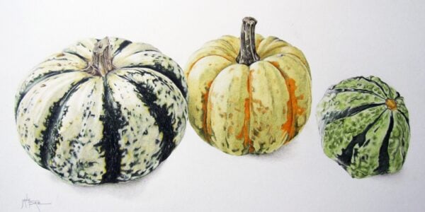Janie Pirie illustration of squashes for Illustrating Autumn's Garden Treasures