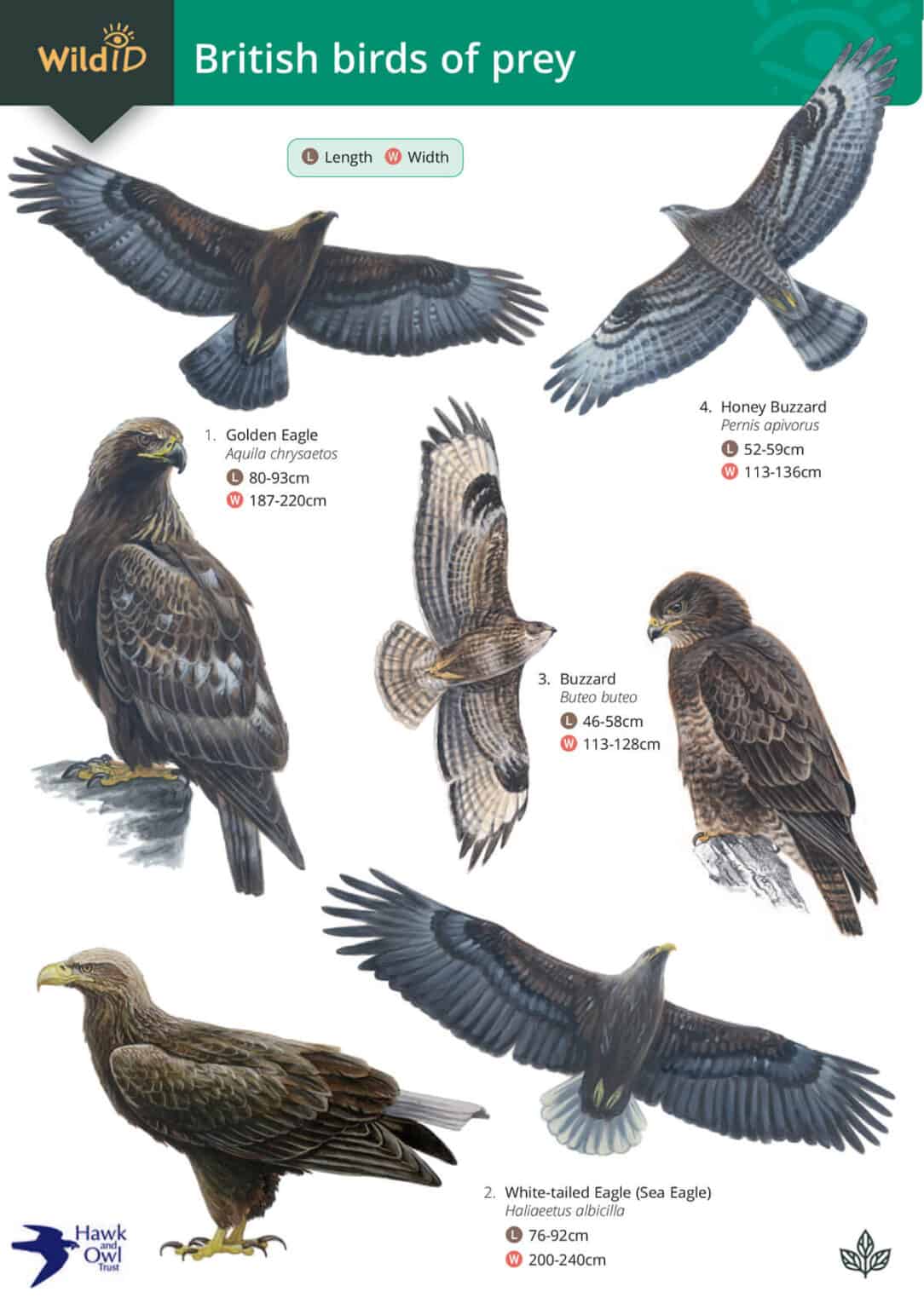 Raptors | Fold-out identification guide | Field Studies Council