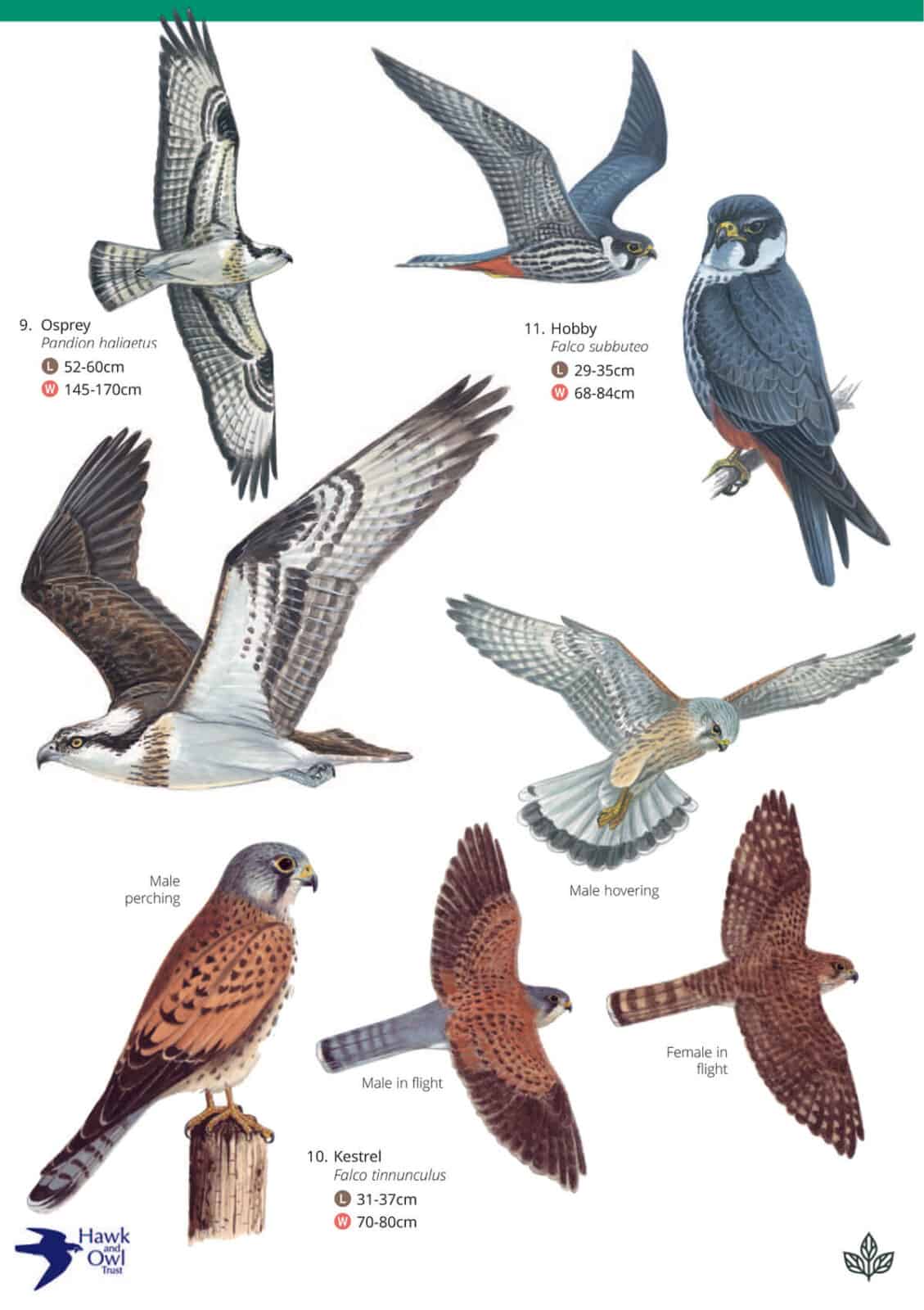 British Birds Of Prey, Identification Guides