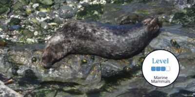 Seal Field Skills to Inform Conservation - Online – Field Studies Council