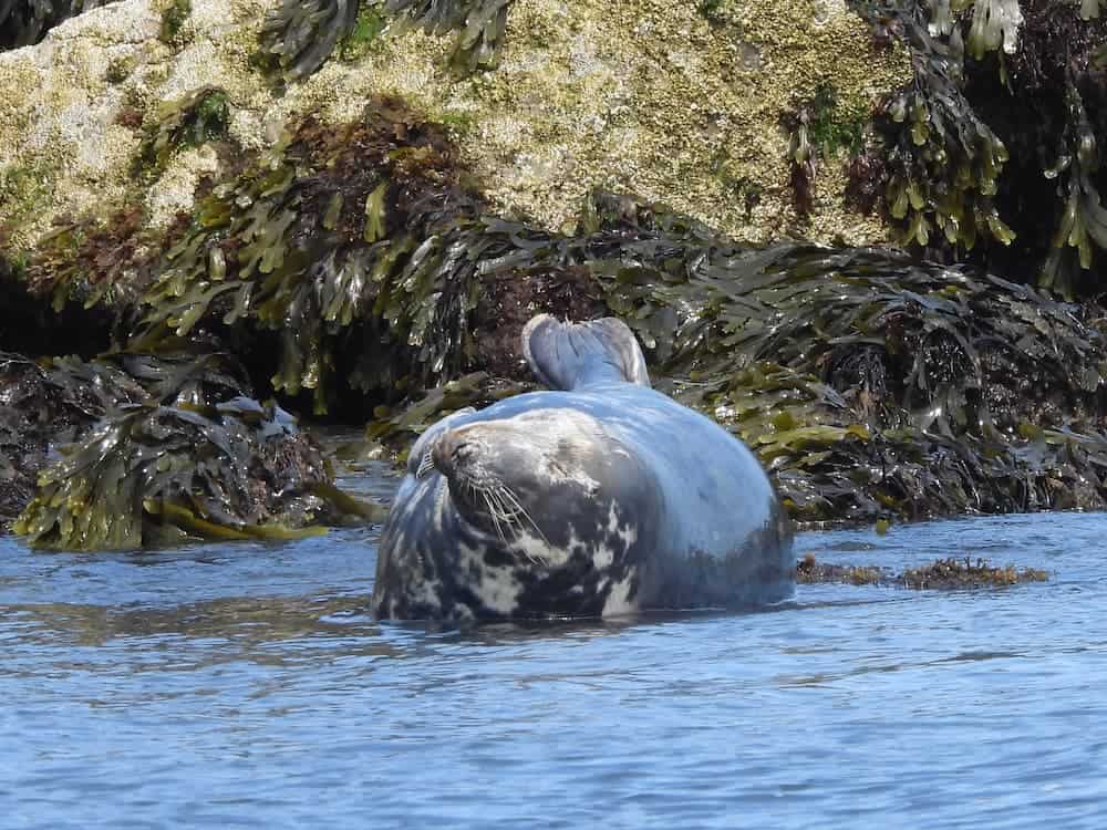 female grey seal in shallow sea waters infront of seaweed strewn rocks