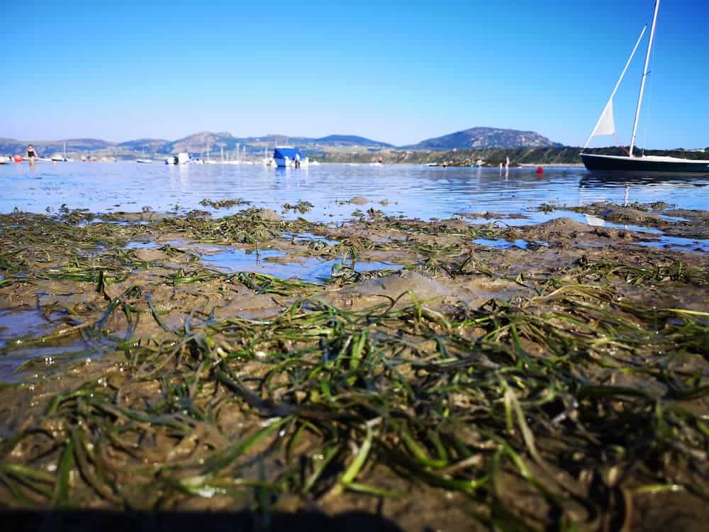 looking across a harbour with seagrass in the foreground and hills in the distance