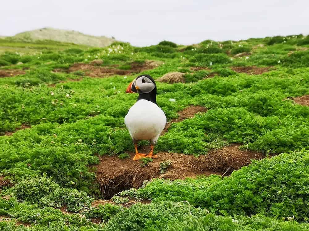 A puffin stood amongst greenery and a nesting site