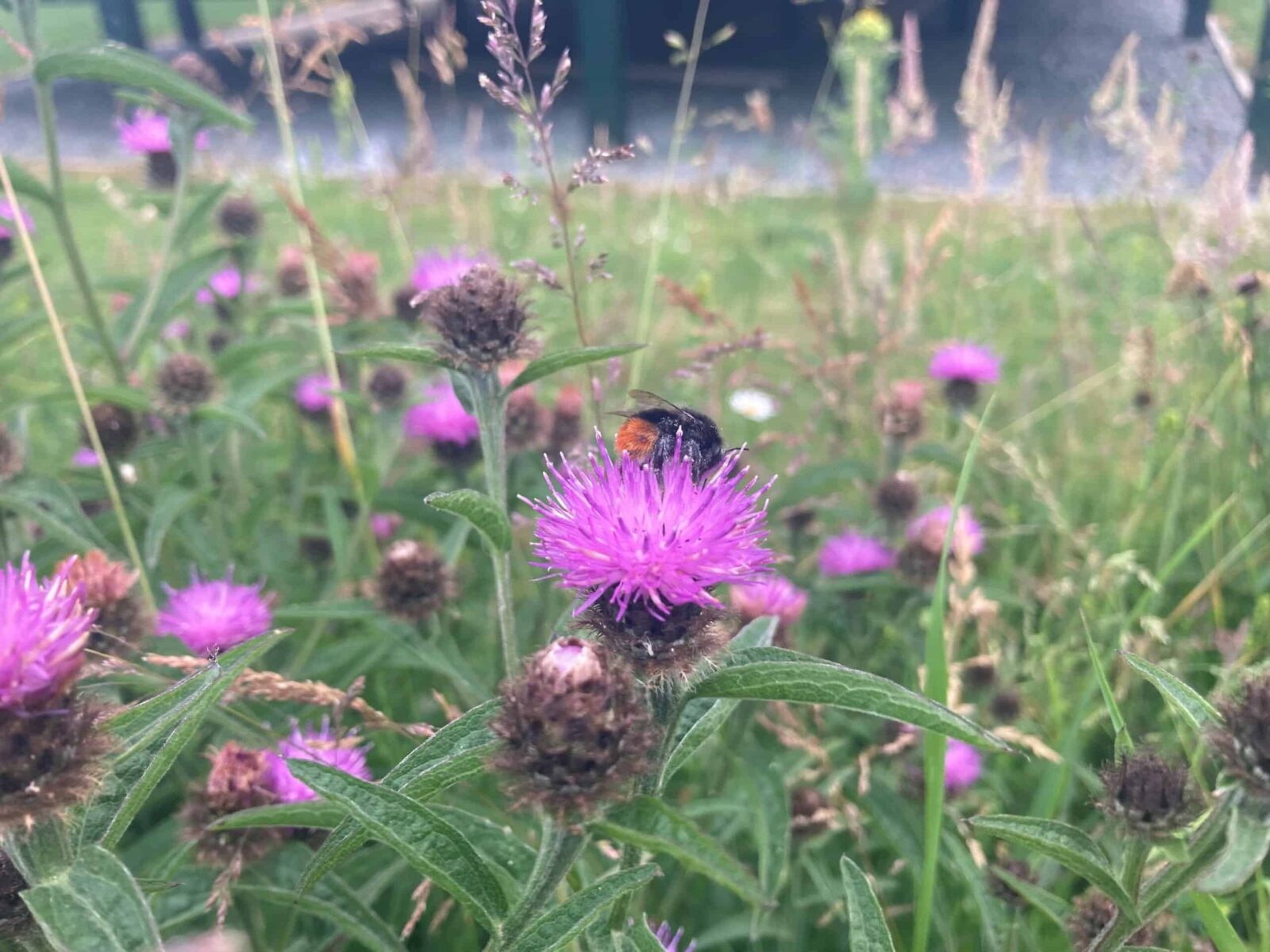 purple flowers with an insect on