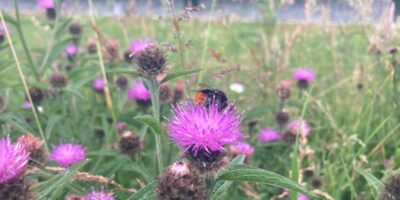 purple flowers with an insect on