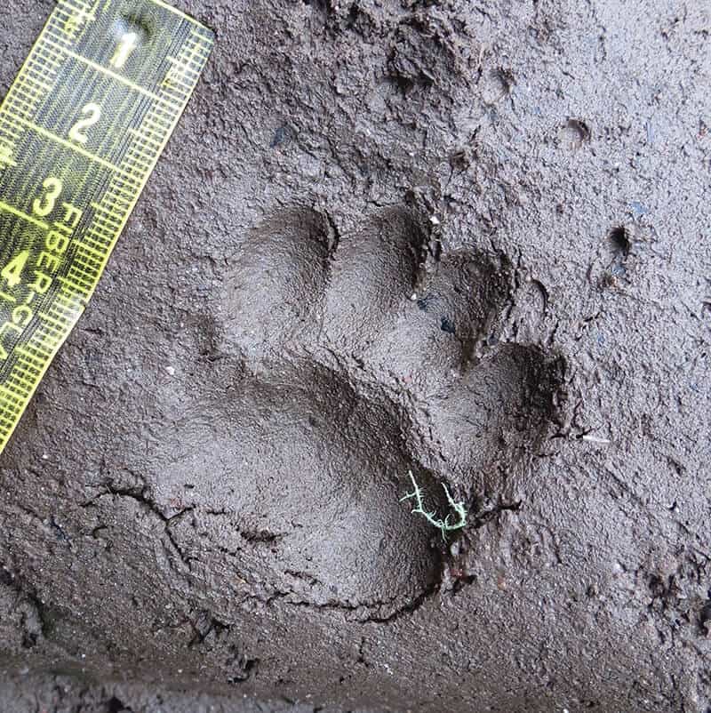 badger track in mud