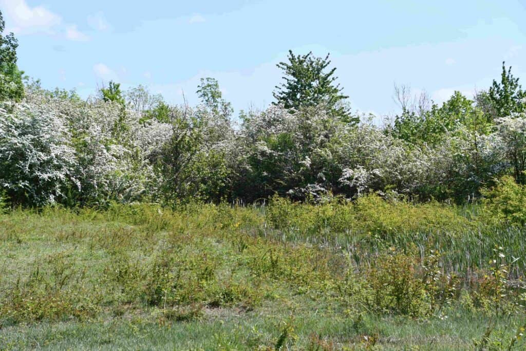 Varied and biodiverse habitat. Image by Olivia Watts.