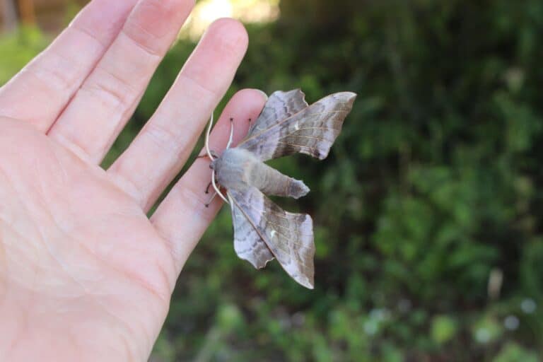 a hawk moth on a hand