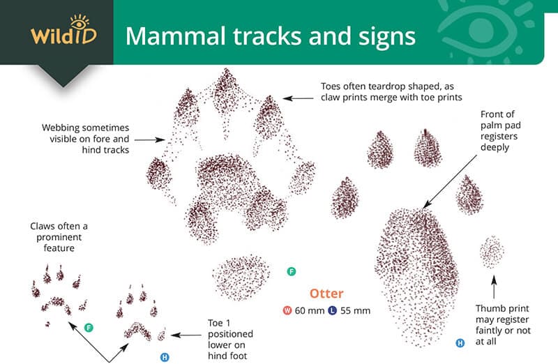 mammal tracks