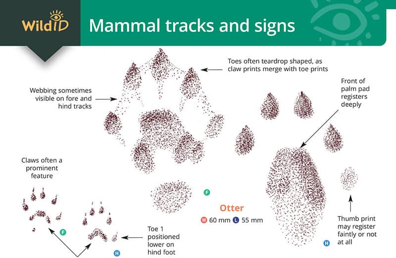 Identify Animal Tracks  Track Identification Chart - New England