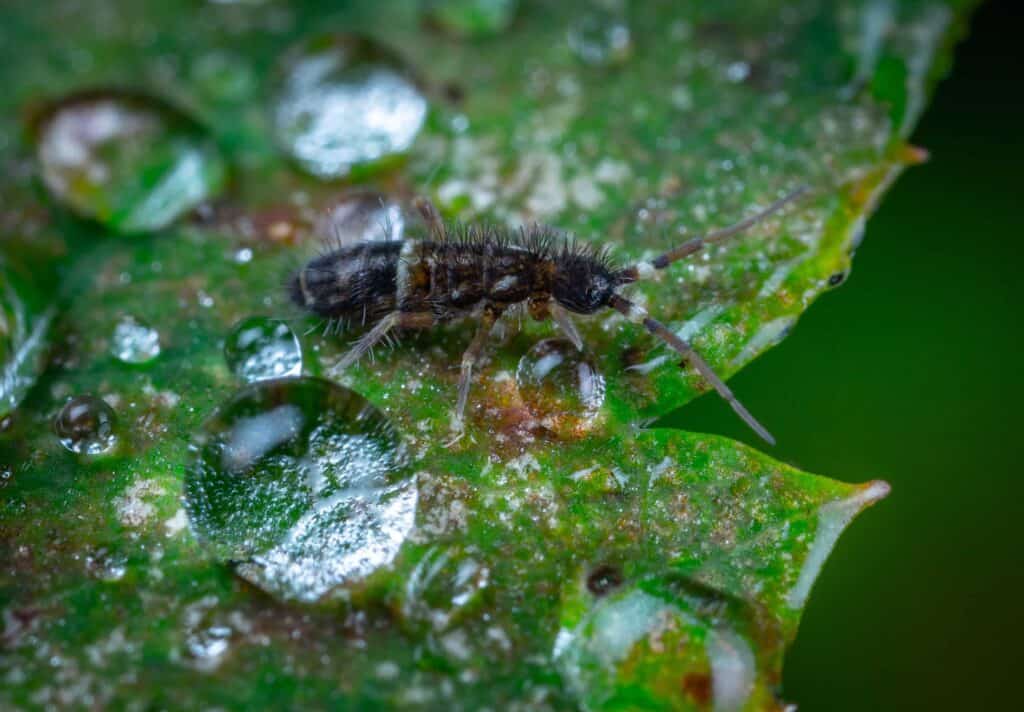 Springtail on a damp leaf.