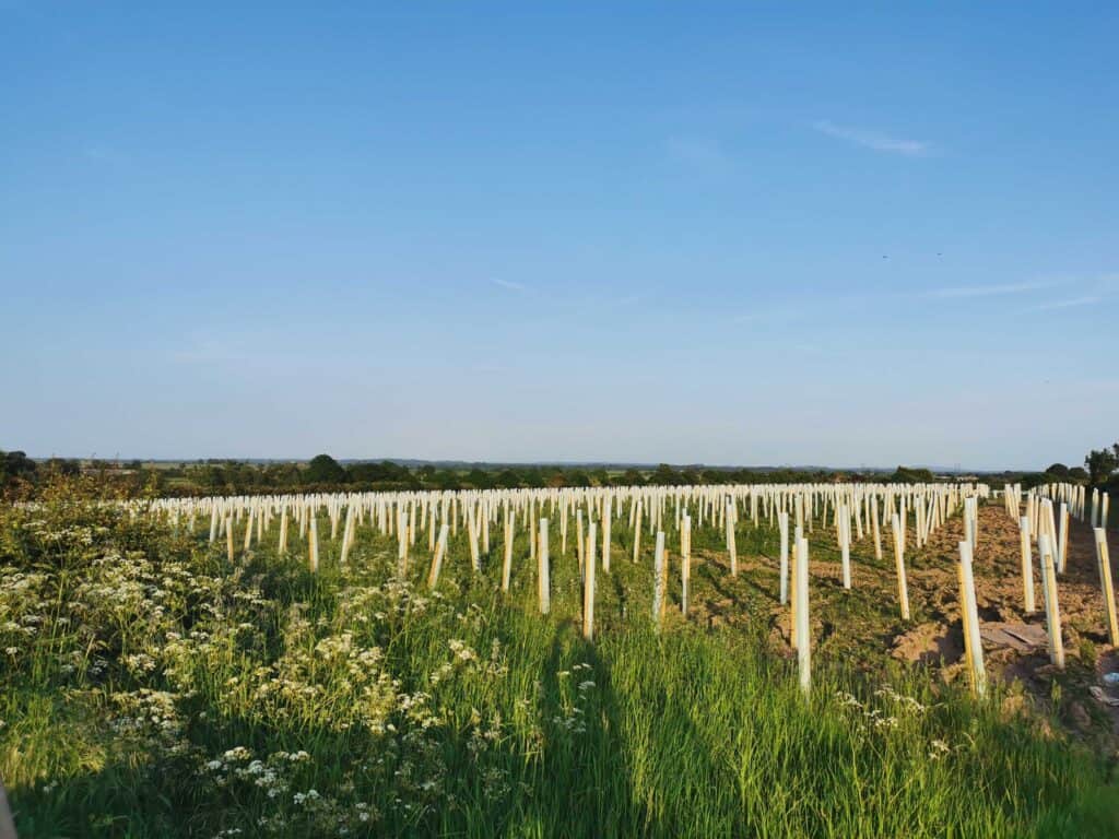 Tree planting can be used to gain the 10% increase in Biodiversity Net Gain. Image by Evi Bevans. 