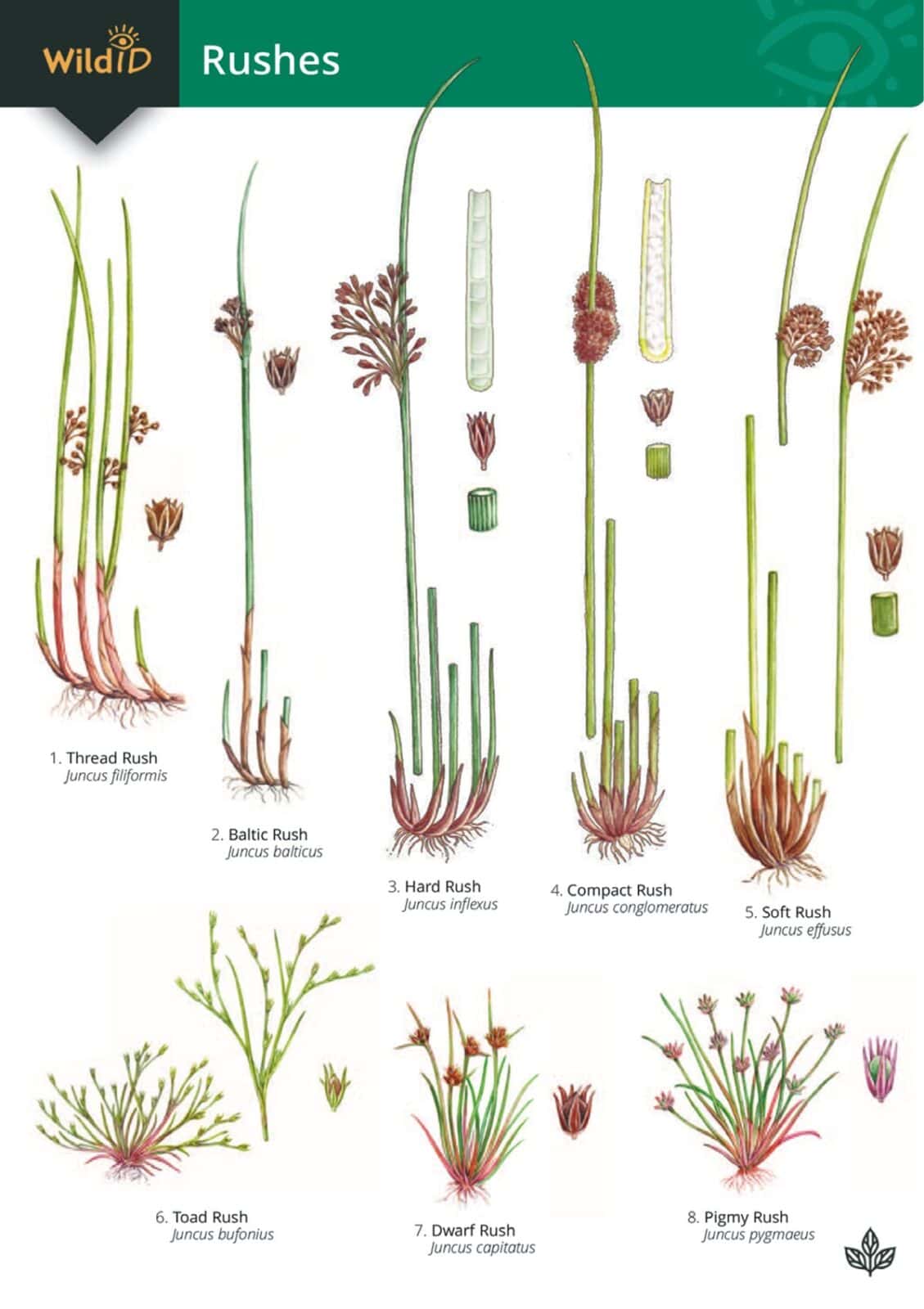 Grasses Sedges And Rushes Identifying Common Species Field Studies 