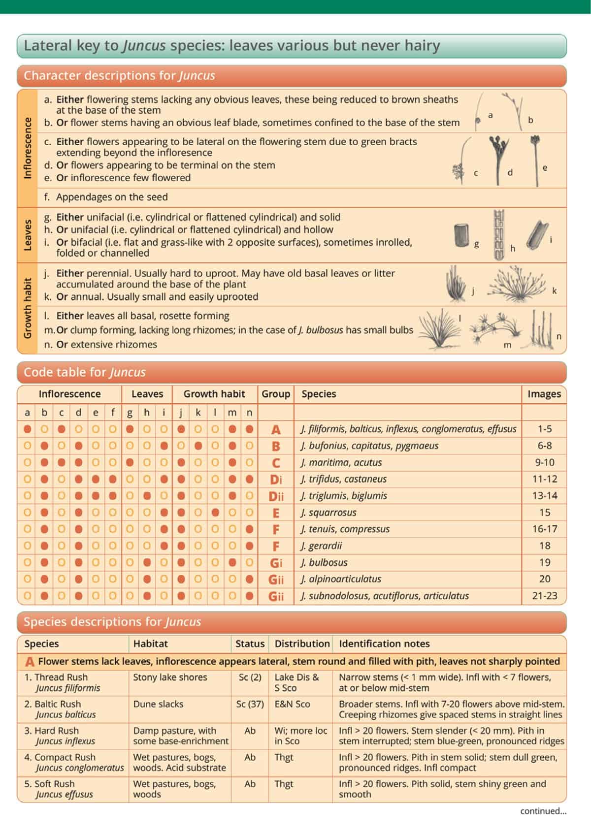 Grasses Reeds And Rushes Identification Rushes guide – Field Studies Council