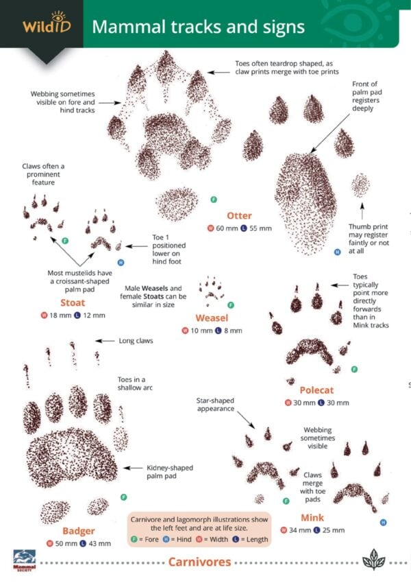 mammal tracks