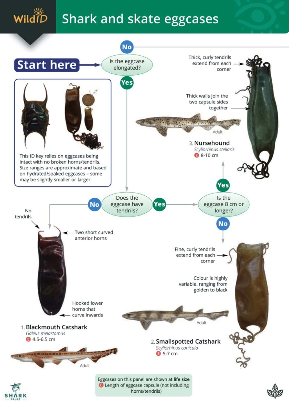 shark and skate eggcases