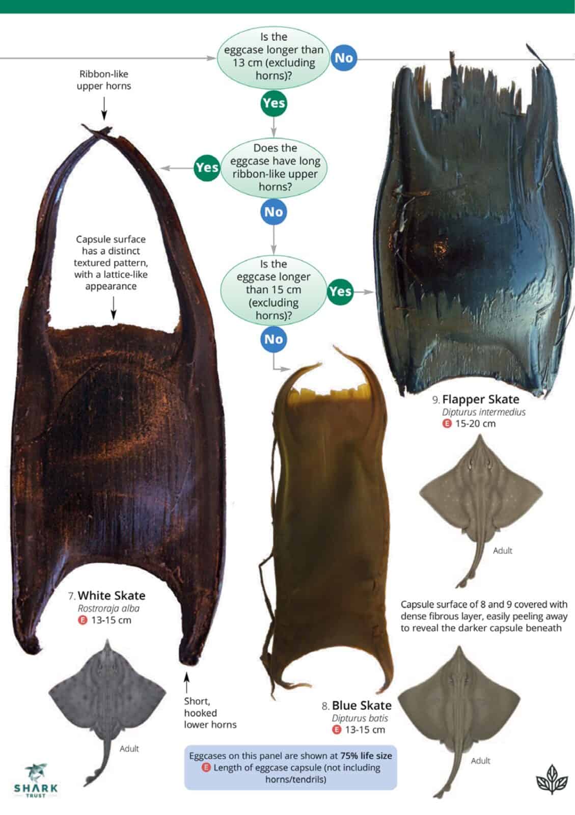 shark and skate eggcases