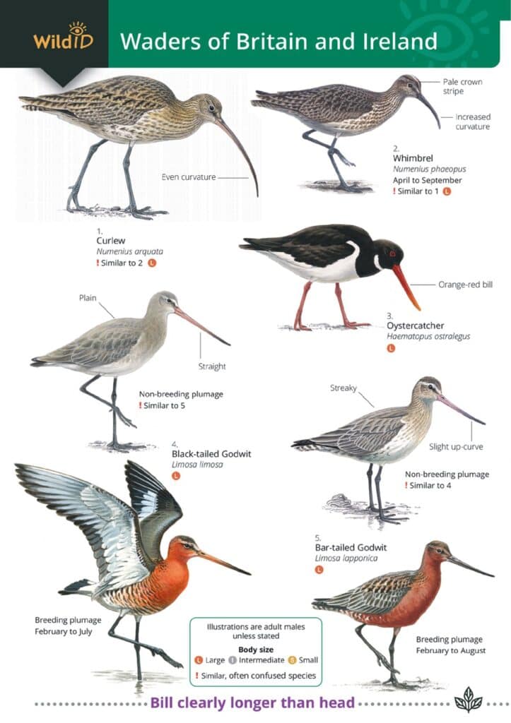 waders