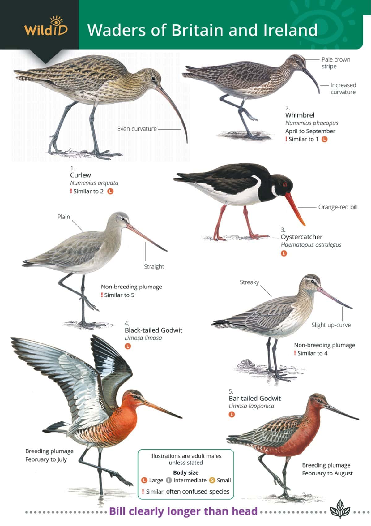 Waders – Field Studies Council