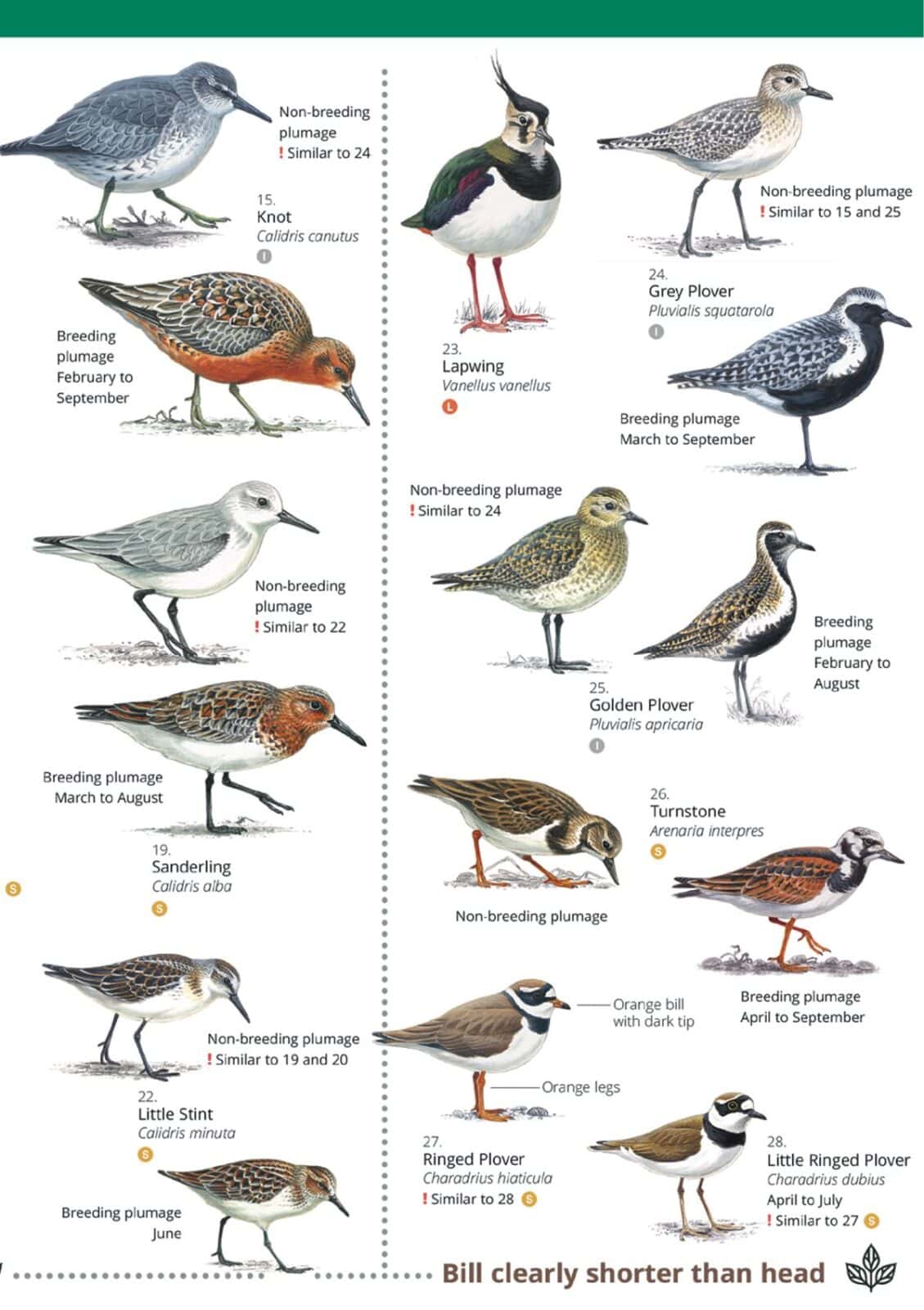 waders