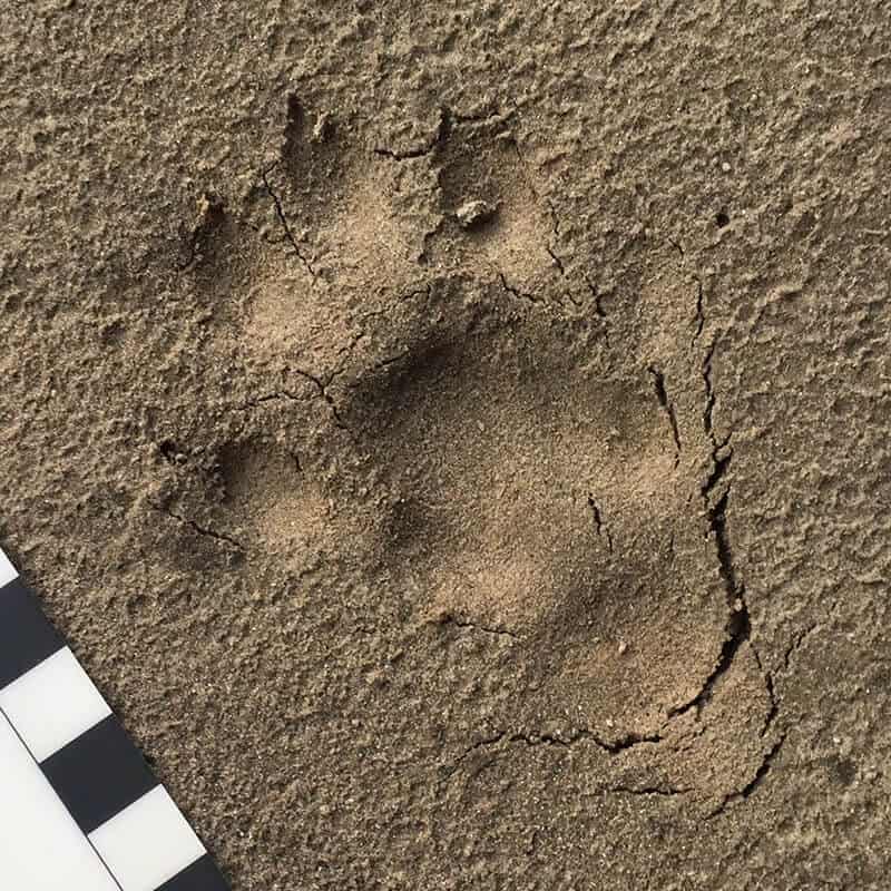 otter track in sand