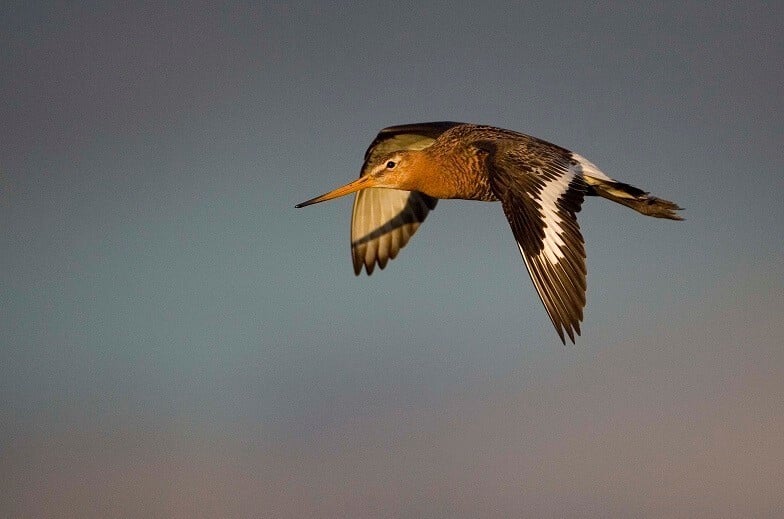 black tailed godwit in flight