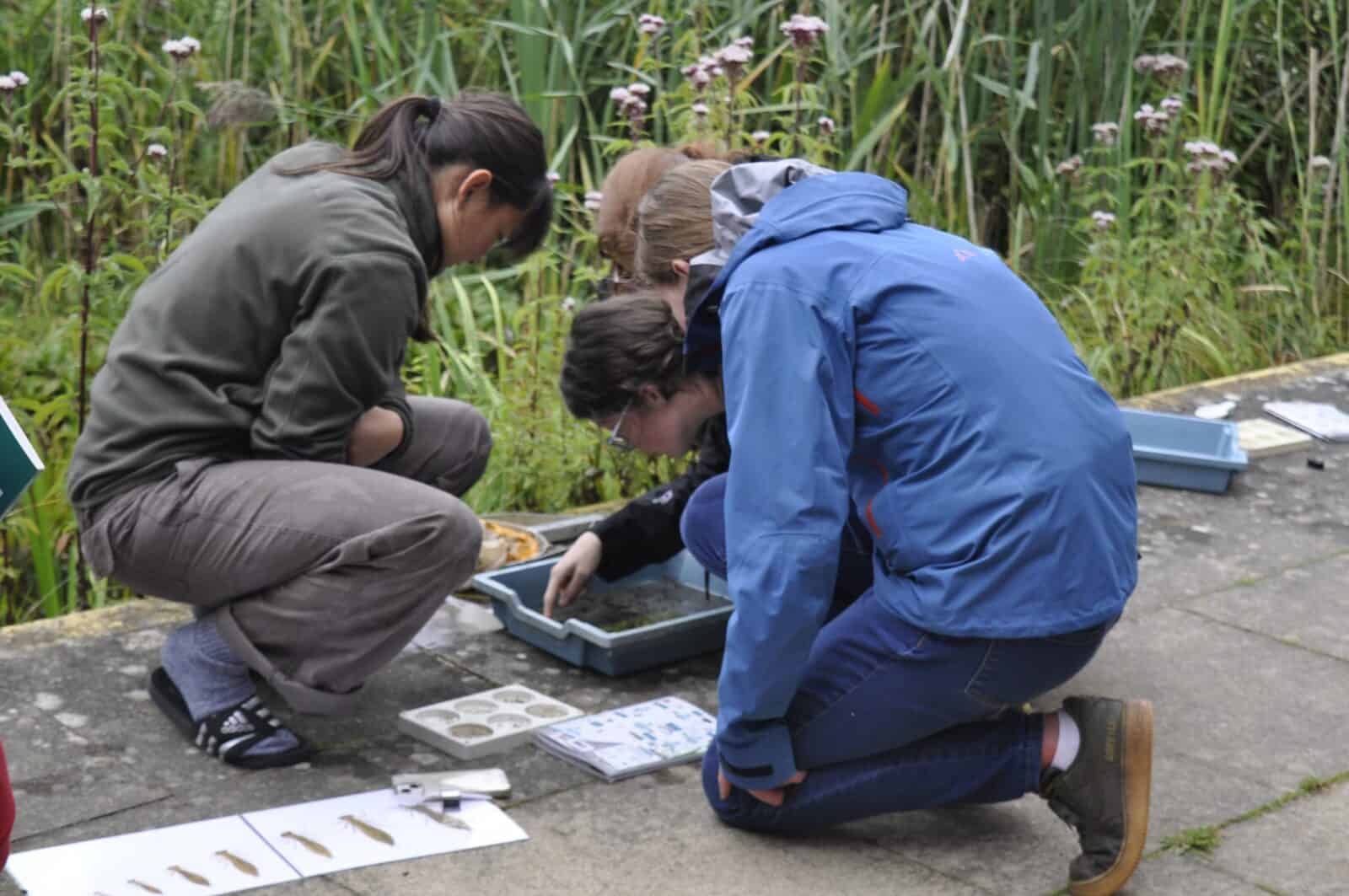 group pond dipping