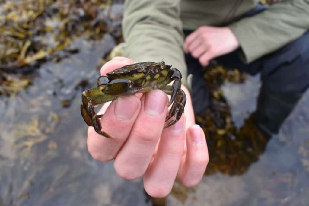 hand holding up a crab