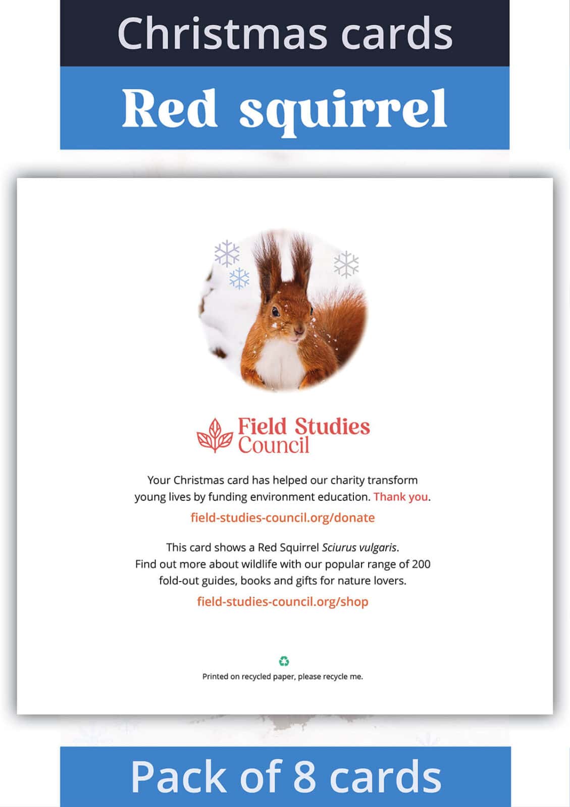 Christmas card red squirrel