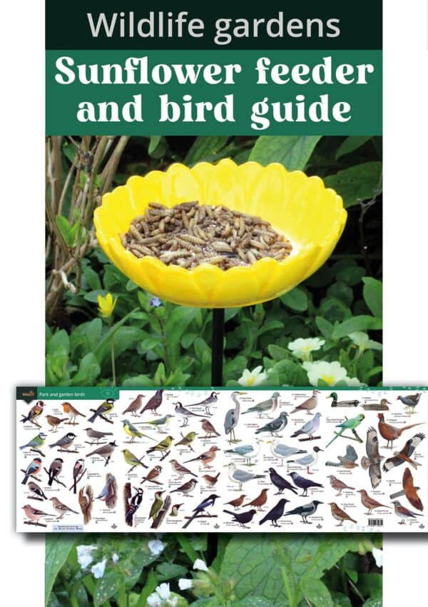 sunflower feeder and bird guide