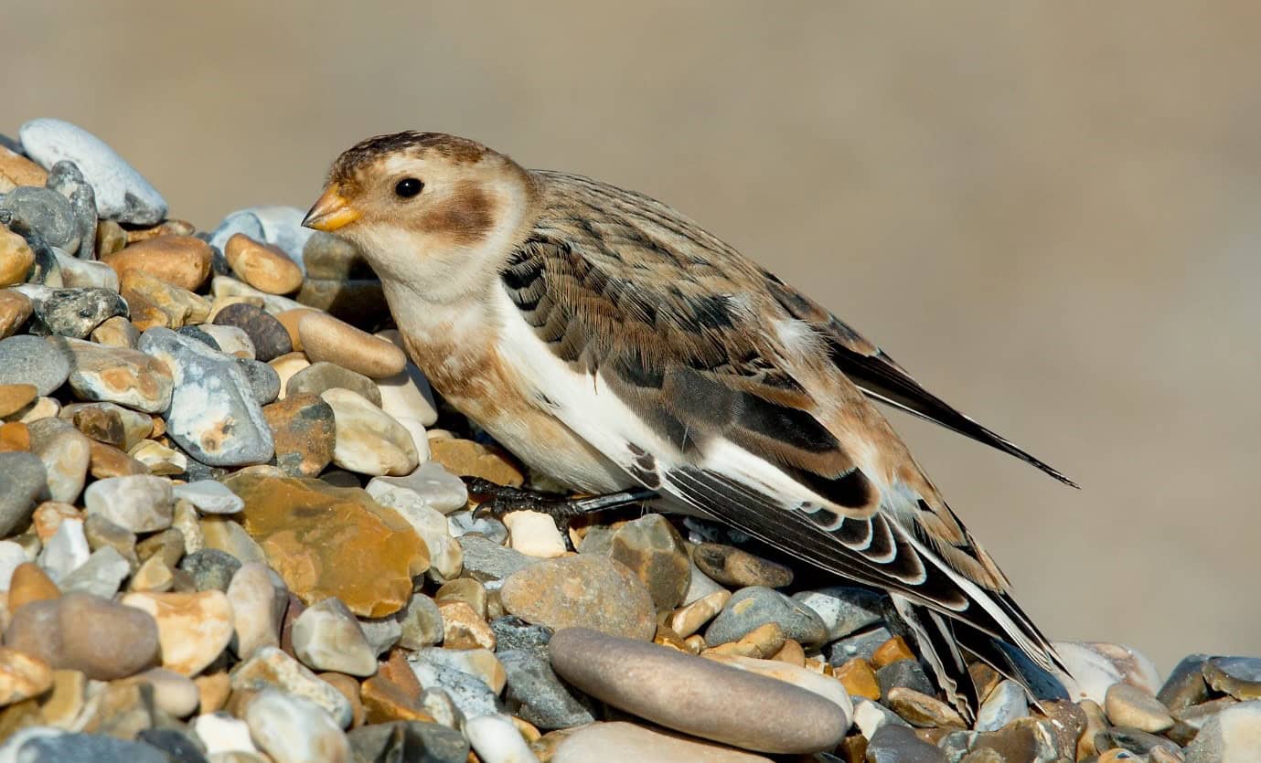 A photo of a winter bird - Birdwatching - winter visitors