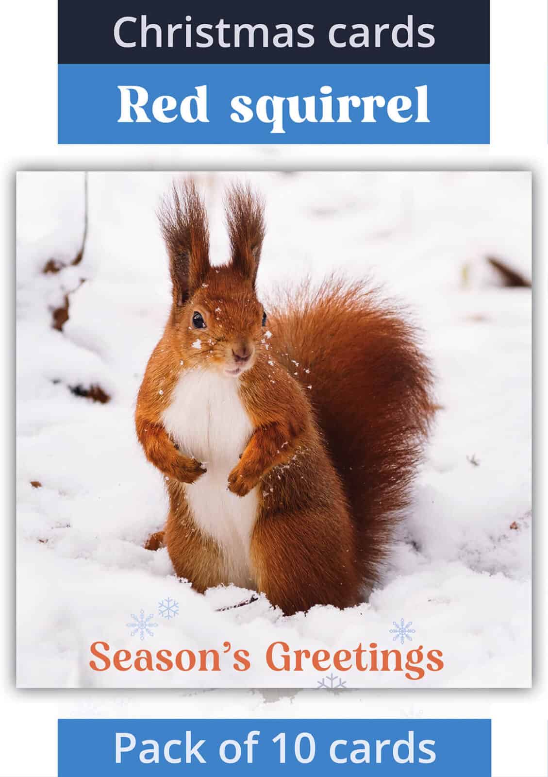 christmas cards red squirrel