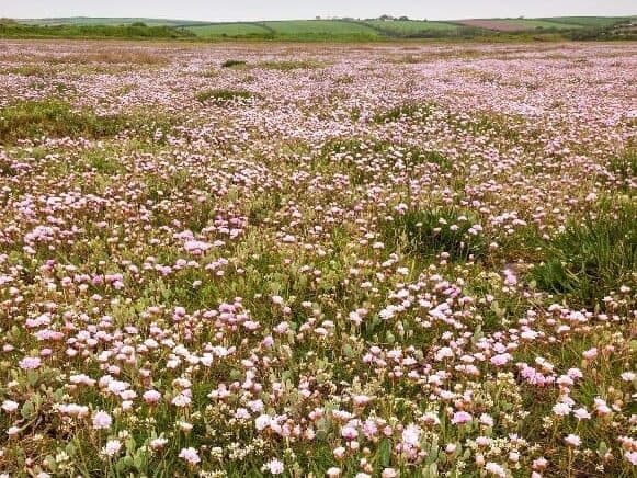 Thrift flowers and other middle marsh plants on the Gann saltmarsh