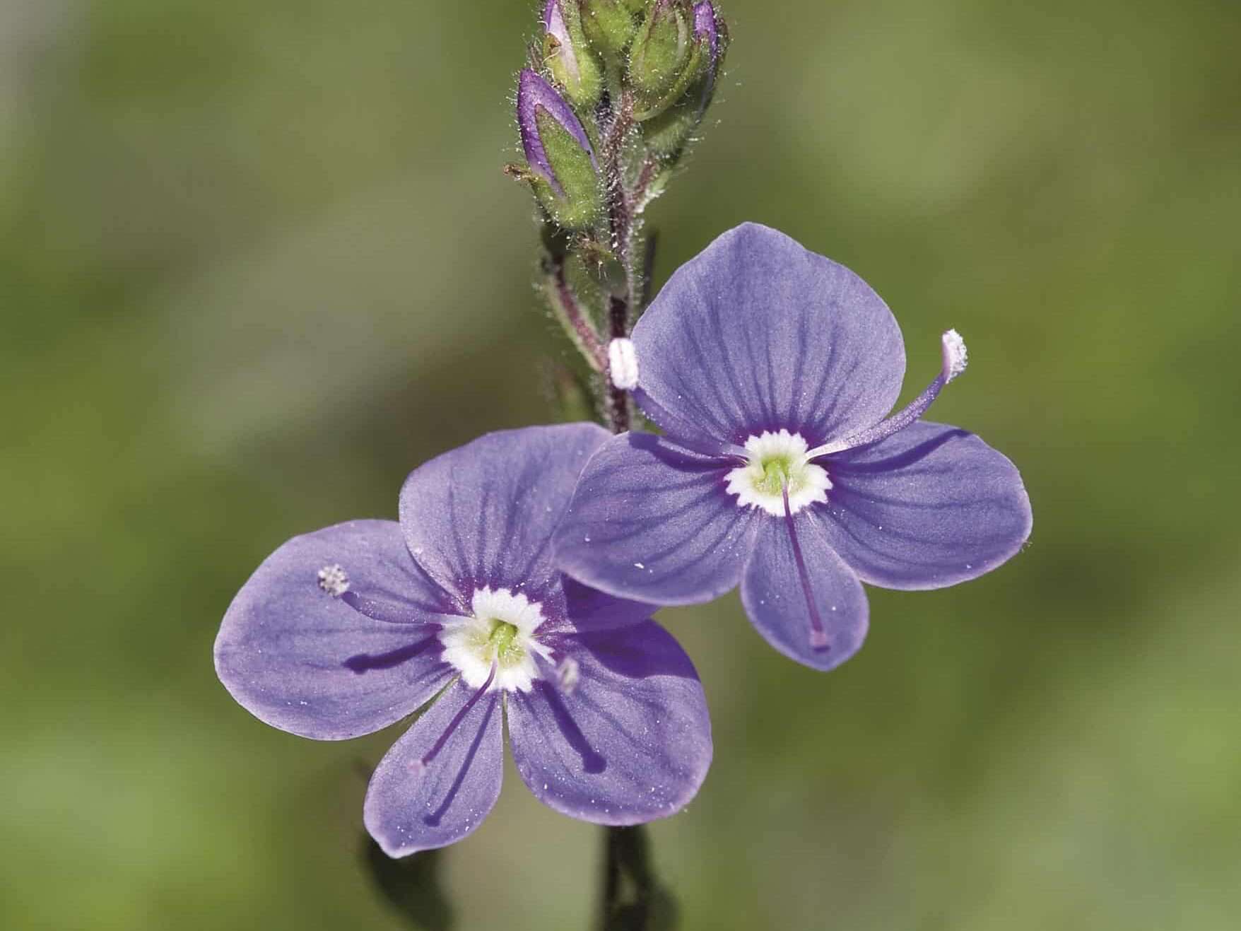 Two purple flowers