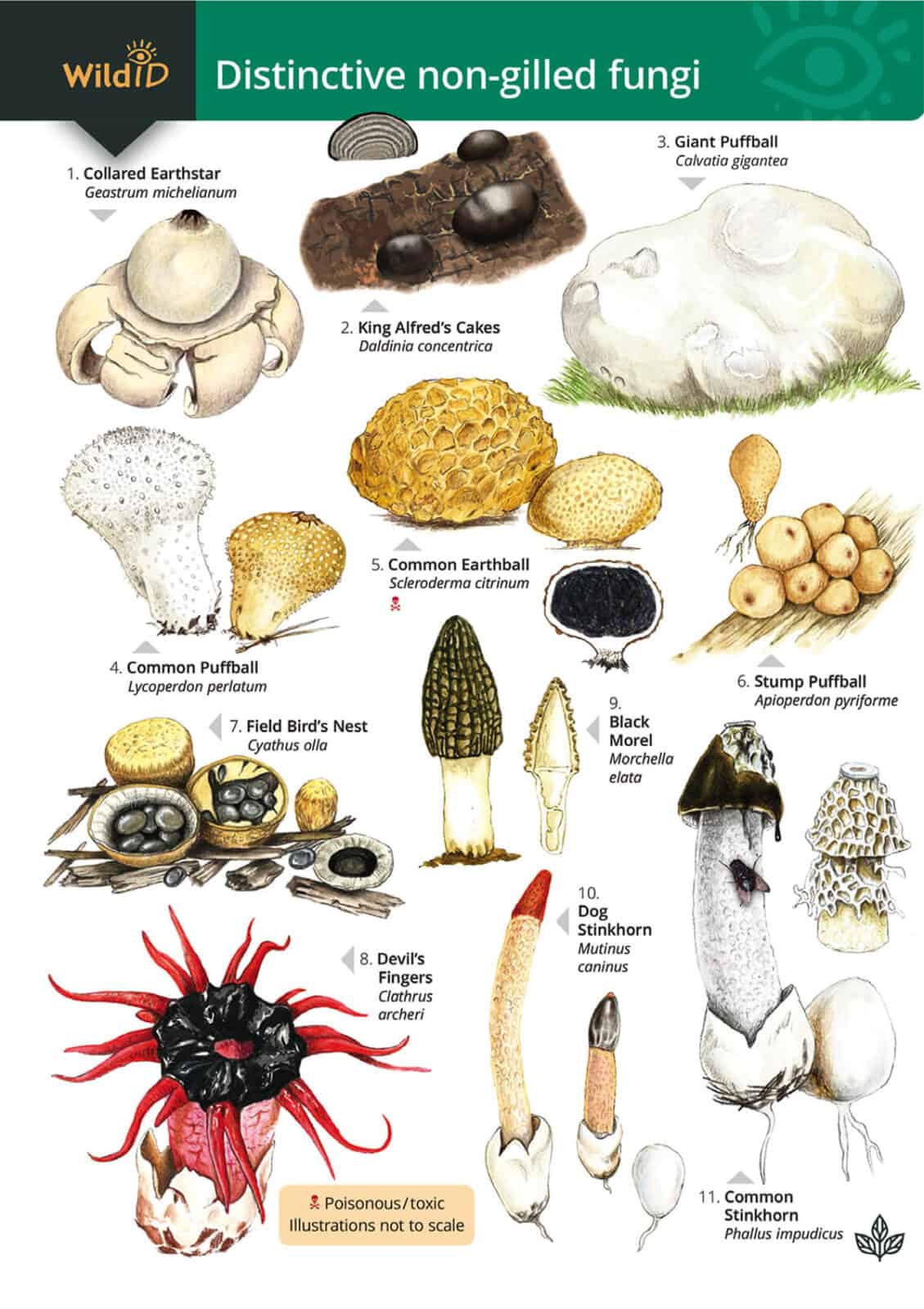 non-gilled fungi