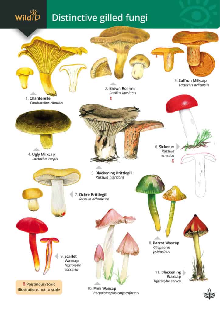 gilled fungi WildID Guide front cover