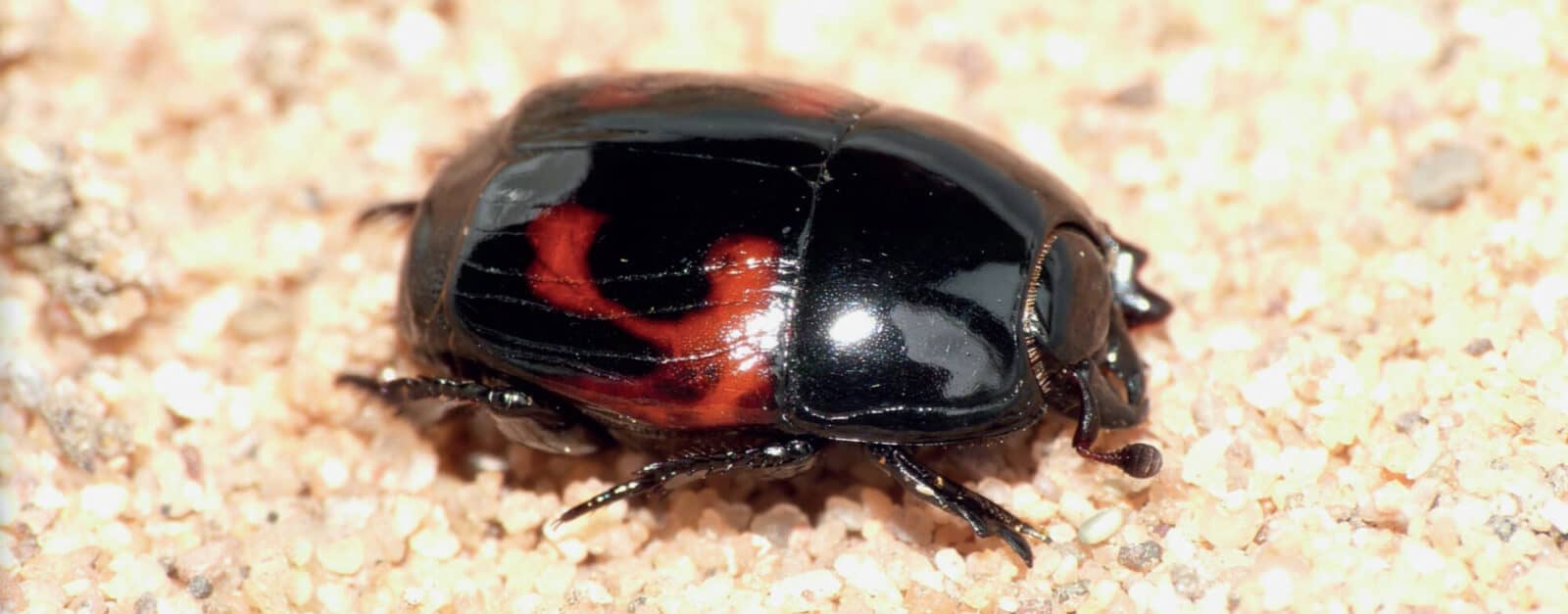 clown beetle