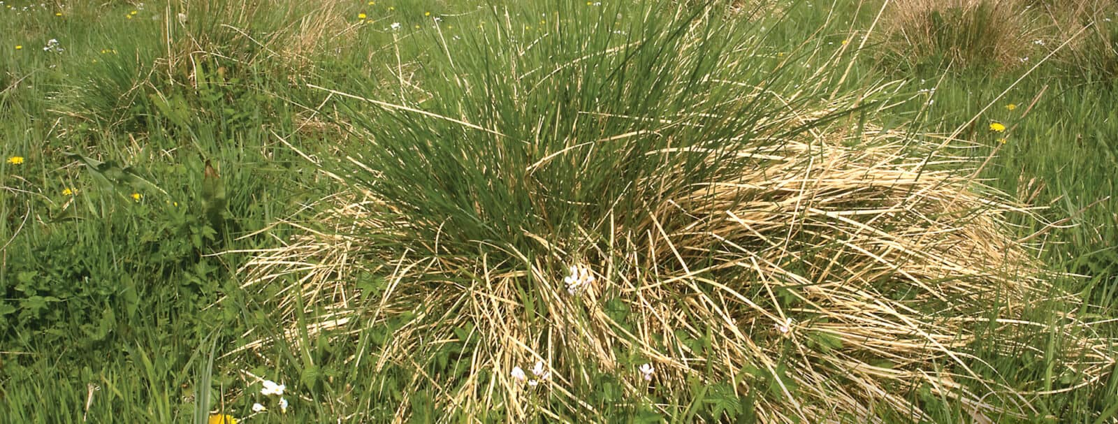 grasses vegetative key