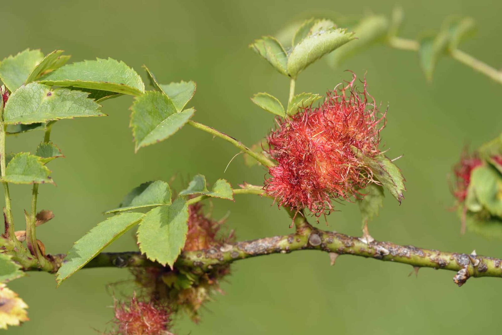 plant galls robin's pincushion