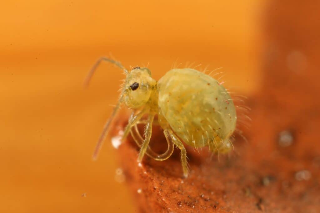 Macro photograph of a yellow springtail species.