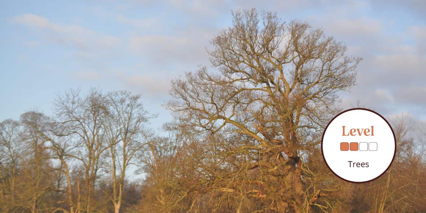 Trees Winter Broadleaf Identification 02/11/2024 Field Studies Council