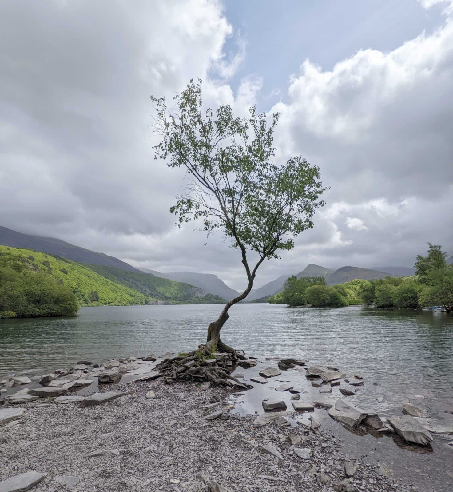 A photo of the Lonely Tree - Llyn Padarn