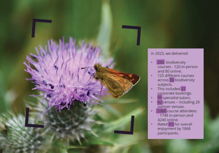 a butterfly on a flower