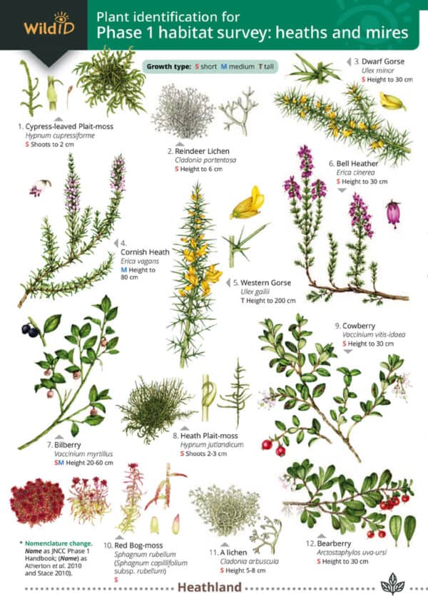 phase 1 survey heaths and mires