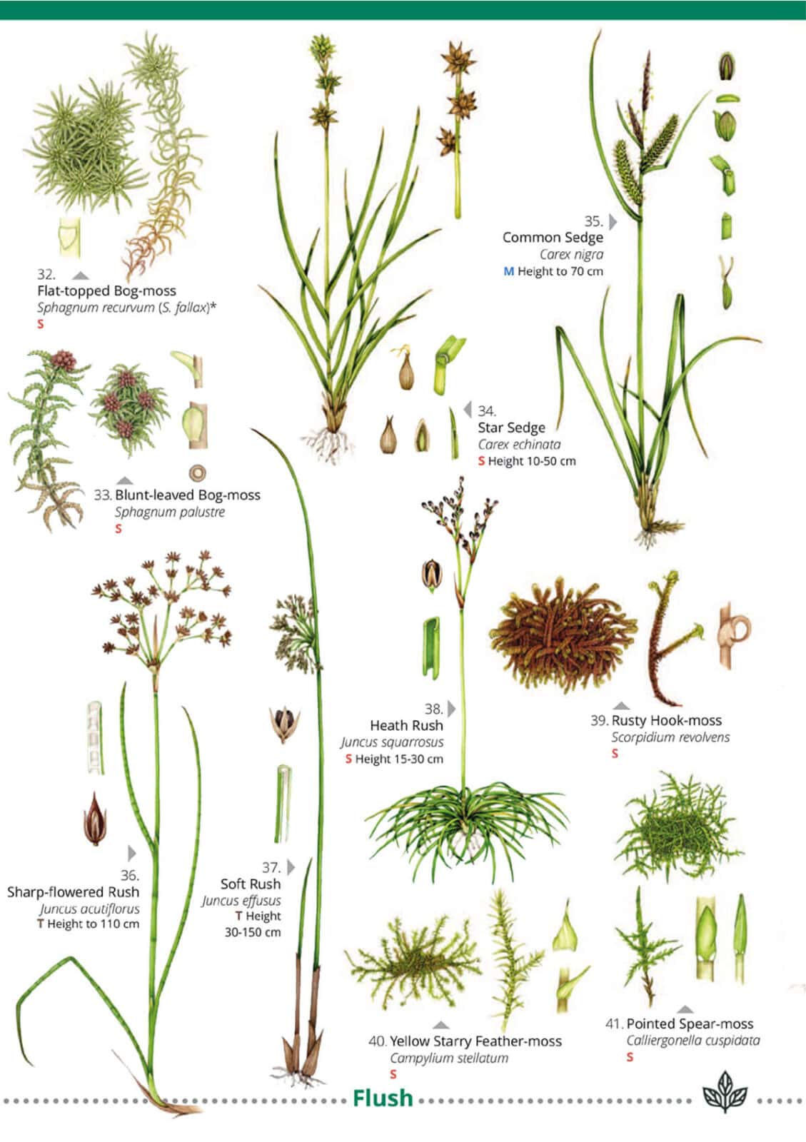 phase 1 survey heaths and mires