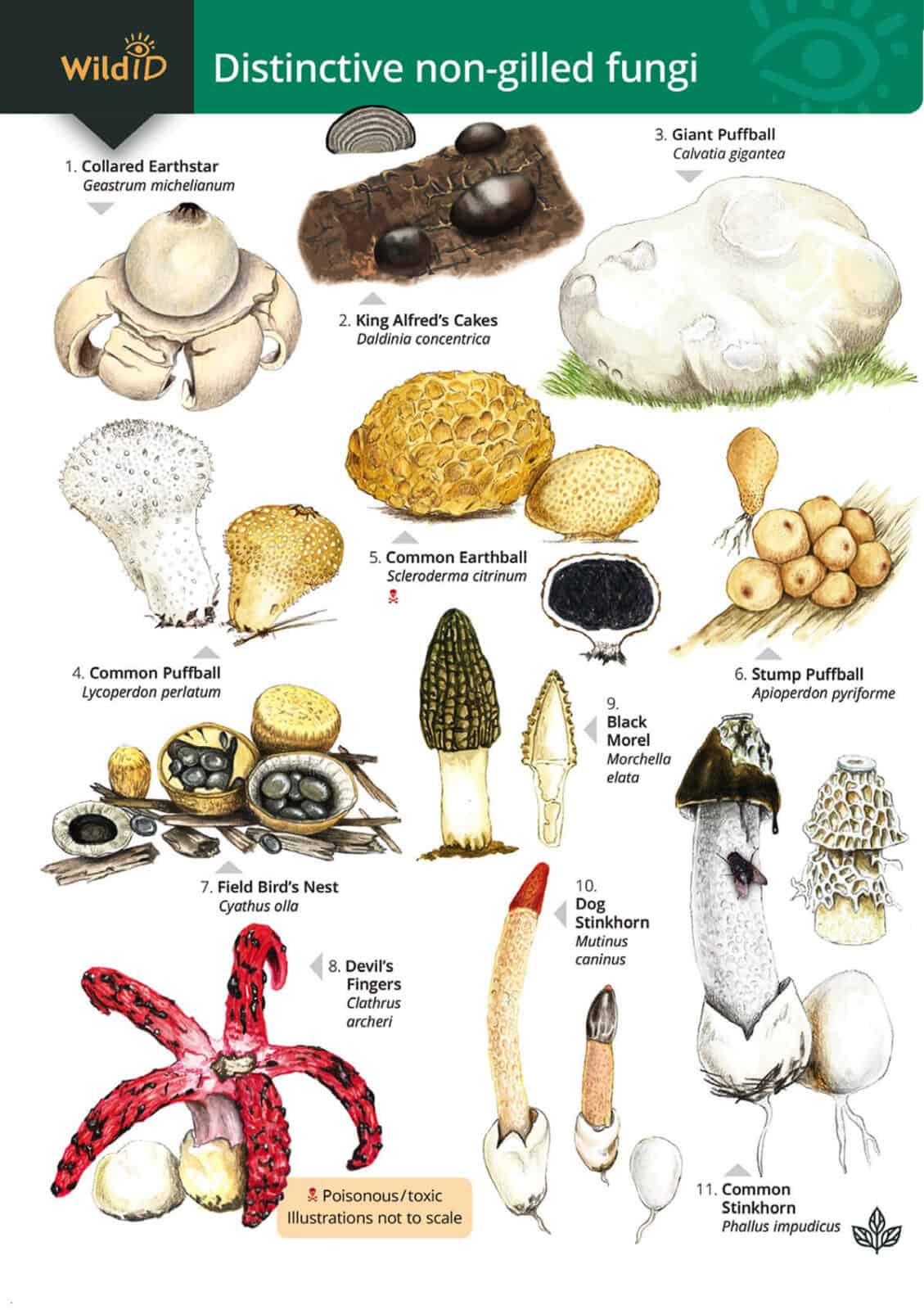 Distinctive non gilled fungi