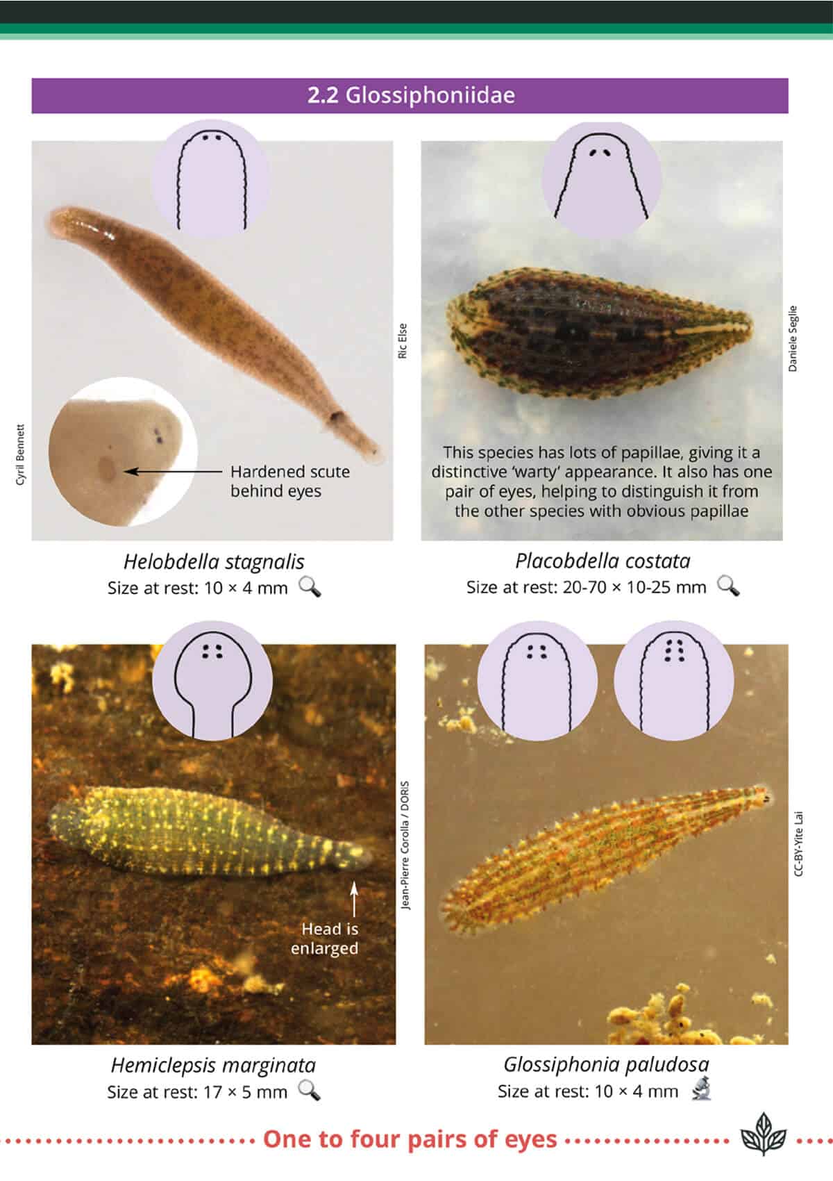 Freshwater Leeches AIDGAP Field Studies Council freshwater-leeches-aidgap-field-studies-council