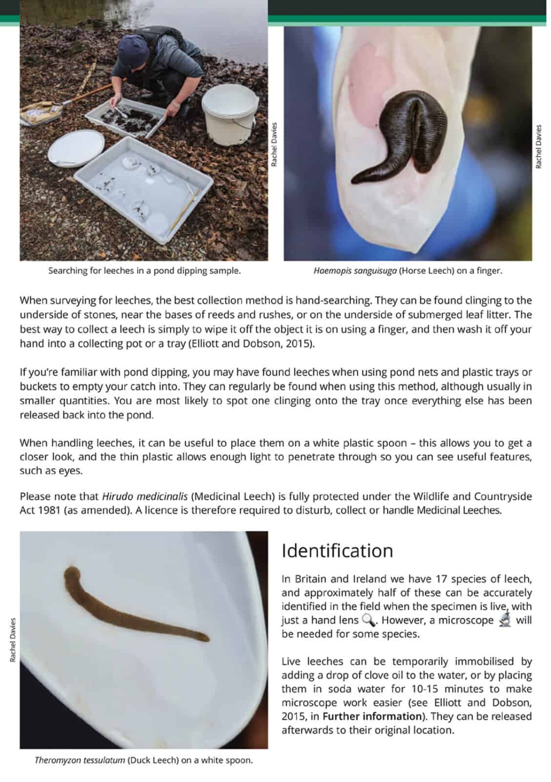 freshwater leeches AIDGAP